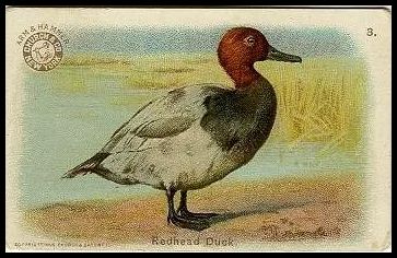 J3 3 Redhead Duck.jpg